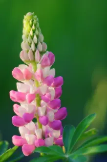 Lupinus: Lupin