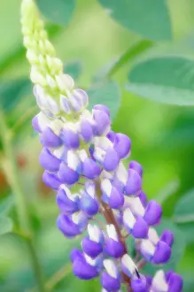 Lupinus: Lupin
