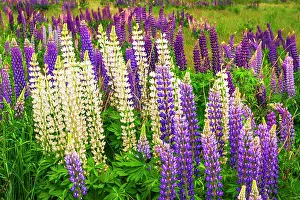 Polynesia: Lupine, Fiordland National Park, South Island, New Zealand