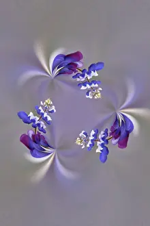 Wine: Lupine flower, Napa Valley, California