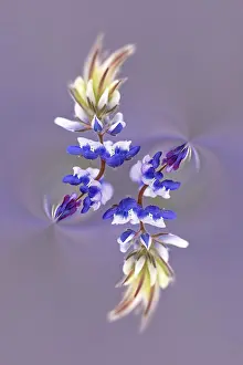 Wine: Lupine flower, Napa Valley, California