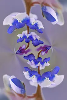 Wine: Lupine flower, Napa Valley, California
