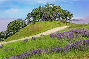 Prairie: Lupine flowers, Bald Hills Road, California