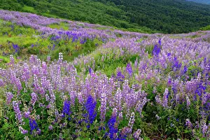 Hillside: Lupine flowers on hillside, Dolason Prairie, California