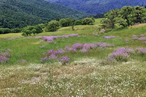 Hillside: Lupine flowers on hillside, Dolason Prairie, California