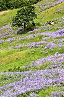 Hillside: Lupine flowers on hillside, Dolason Prairie, California