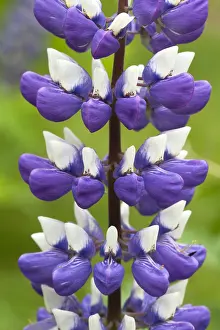 Lupine: Lupine (Lupinus polyphyllus)