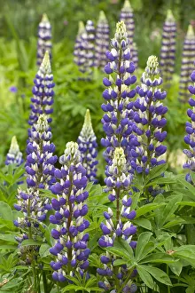 Lupine: Lupine (Lupinus polyphyllus)