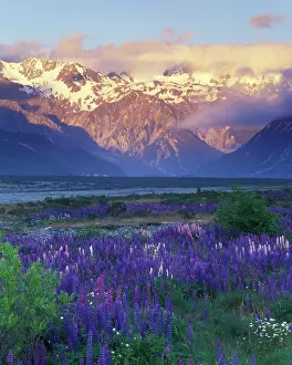 Lupine: Lupine and the Main Divide, Arthur's Pass