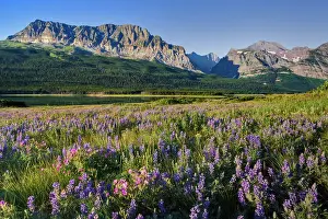 Lupine: Lupine meadow, Glacier National Park, Montana
