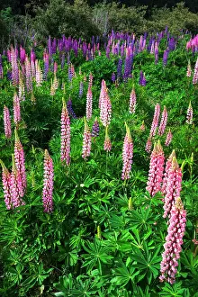 Polynesia: Lupine near Lindis Valley, Otago, South Island, New Zealand