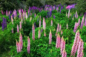 Polynesia: Lupine near Lindis Valley, Otago, South Island, New Zealand