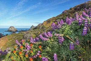 Paintbrush: Lupine and paintbrush wildflowers cover