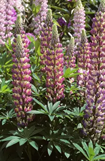 Lupine: Lupine Russell (Lupinus sp.)