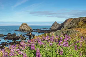 Jenner: Lupine wildflowers cover the hills above