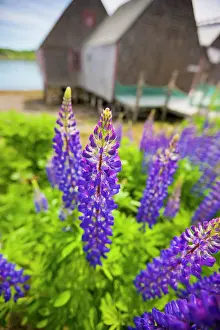 Jerry: Lupines bloom in front of a historic fish