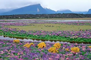 Brooms: Lupines brooms - river