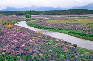 Brooms: Lupines brooms - river