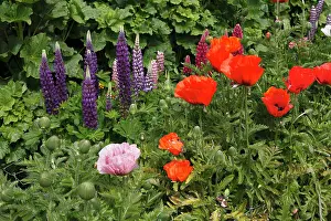Eire: Lupines (Lupinus) and Poppies (Papaver), Glenveagh
