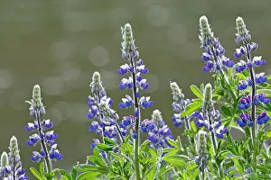 Lupins