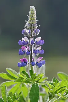 Lupins: Lupins