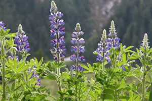 Lupins: Lupins
