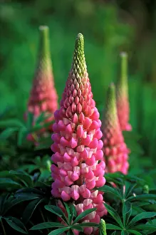 Lupins: Lupins Le Chatelaine - May