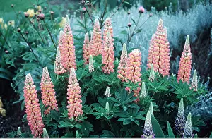 Lupin: LUPINS - Orange Flower