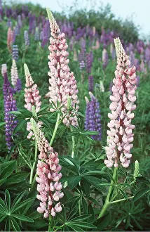 Lupin: LUPINS - pink and purple