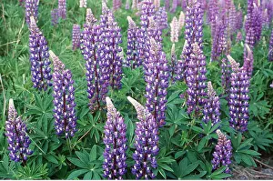 Lupin: LUPINS - purple flower