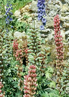 Lupins: Lupins - In seed