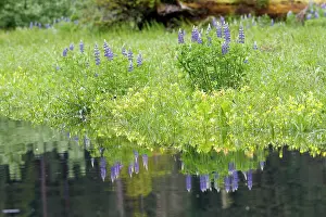 Lupins: Lupins - at water's edge