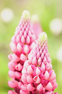 Lupin: Lupinus cultivar, Lupin, Pink, Perennial, Spring Flowering