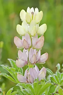 Lupins: Lupinus Hispanicus