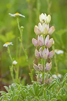 Lupins: Lupinus Hispanicus