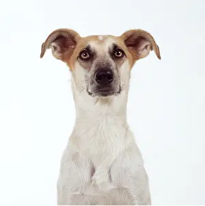 Lurchers: LURCHER DOG -HEAD FACING