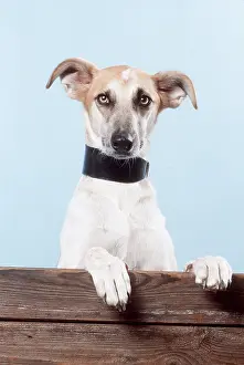 Staring: LURCHER DOG - wearing collar