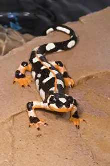 Salamandridae: Luristan Newt