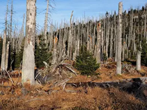 Desolation: Lusen dead trees killed by bark beetles