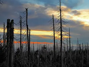 Desolation: Lusen dead trees killed by bark beetles