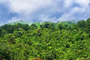 Polynesia: Lush forest, Paparoa National Park, Punakaiki, New Zealand
