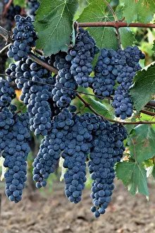 Ready: Lush grapes ready for harvest, near Pienza