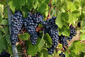 Ready: Lush grapes ready for harvest in vineyard
