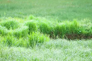 Esdorp: Lush grasses on the bank of a stream