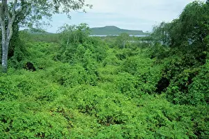 Nino: Lush Growth - caused by El Nino