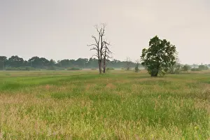 Esdorp: Lush meadowfield with trees and grasses