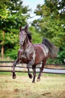 Gelding: Lusitano, gelding galloping