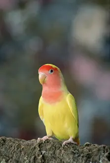 Mutation: Lutino Lovebird