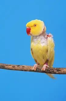 Died: Lutino Ringneck Parakeet - male, sick, plucked
