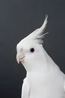 Nymphicus: Lutino White-faced Cockatiel